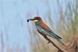 <p>VLHA PESTRÁ (Merops apiaster) střední Čechy ----- /European bee-eater - Bienenfresser/</p>